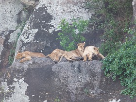 岩場のライオンたち